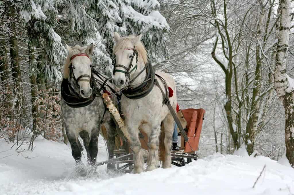 Horses Winter Forest Snow Sleigh Ride The Horse