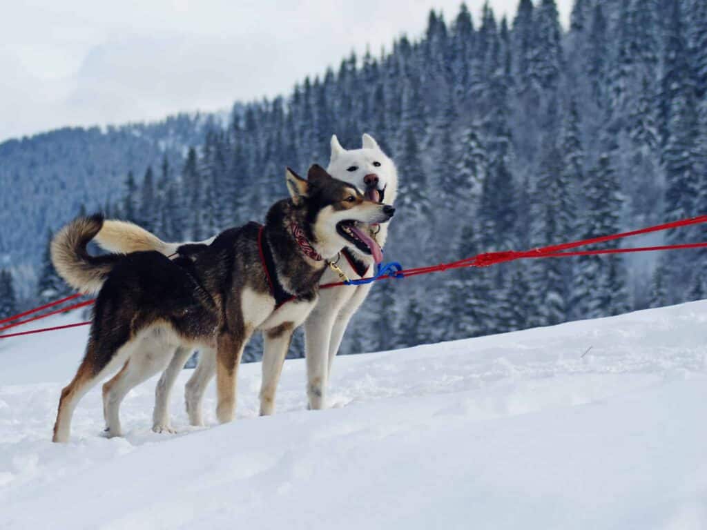 Two huskies standing on the snow getting ready to depart on a sled ride in Valmore