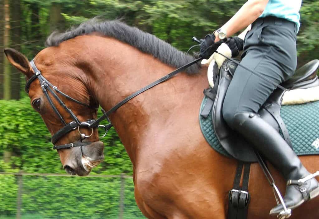 A horse and the bottom half of a rider