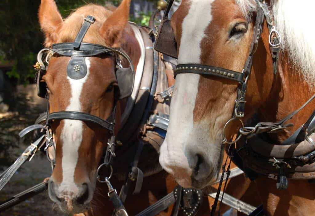 Two tan and white horses tethered together
