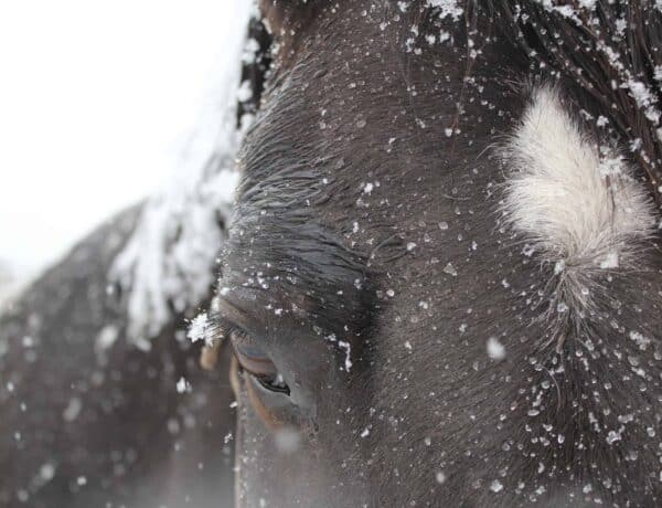 A close up of a black horse in the snow