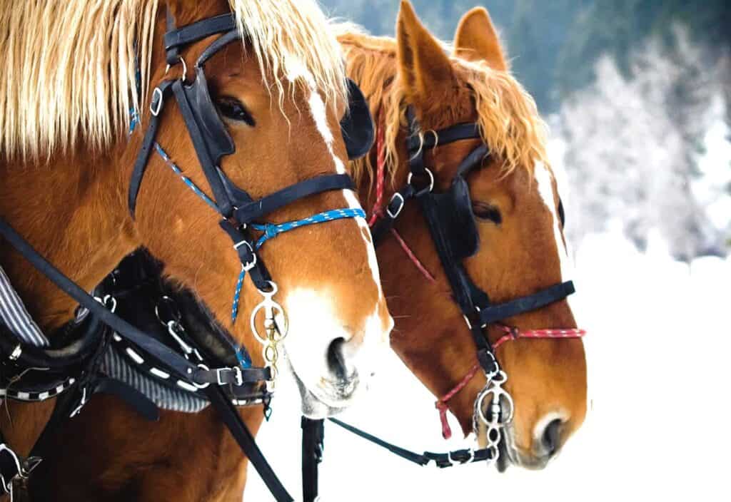 Two horses tethered together in the snow