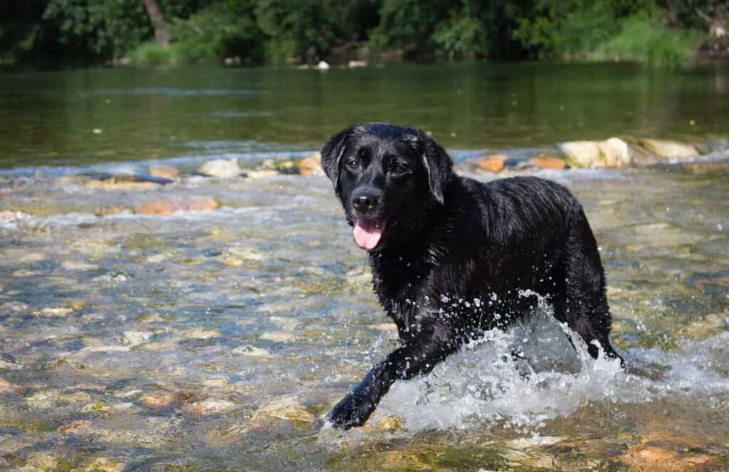 A black labrador running in a river in the french alps 