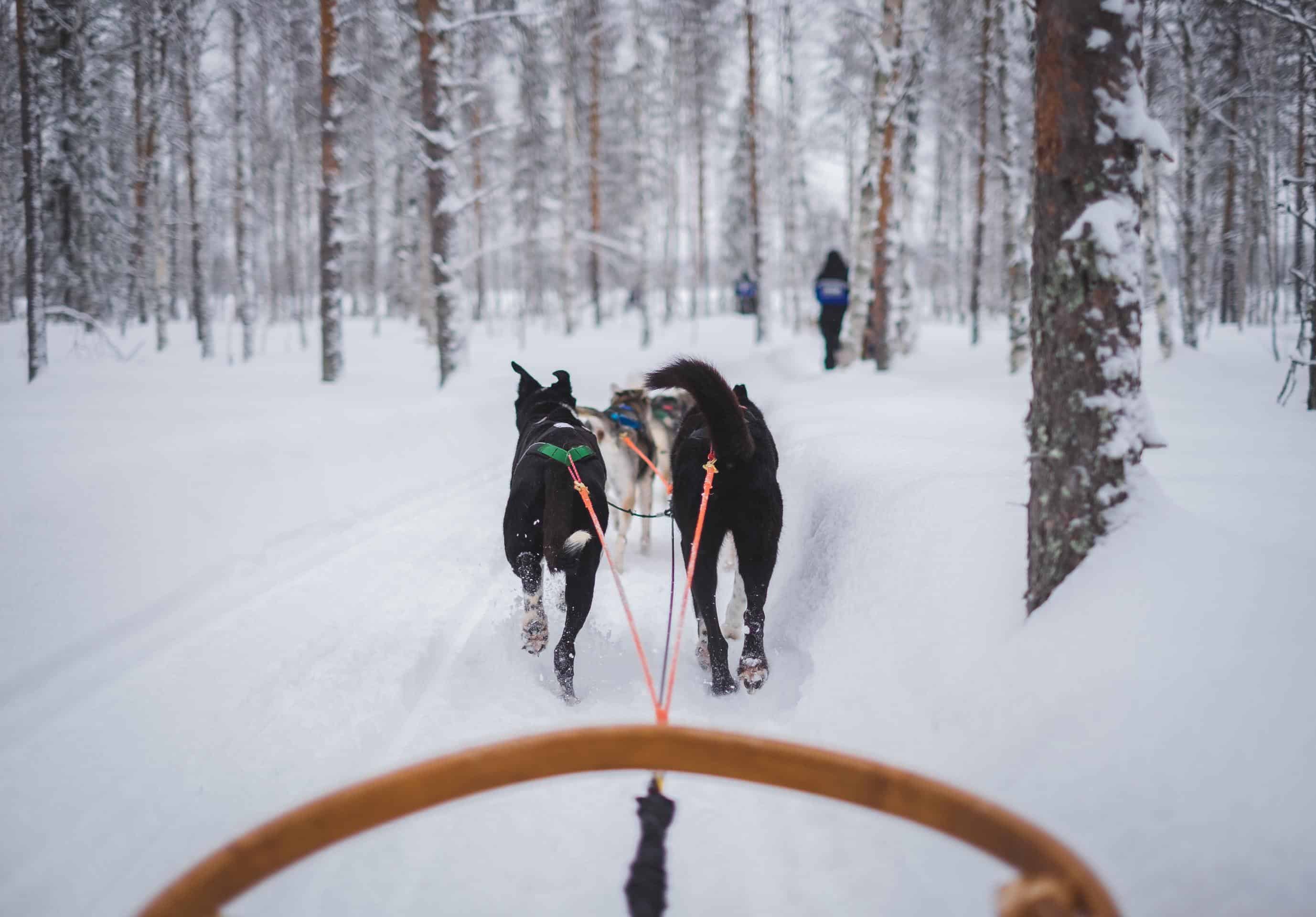 Winter Activities: Dog sledding