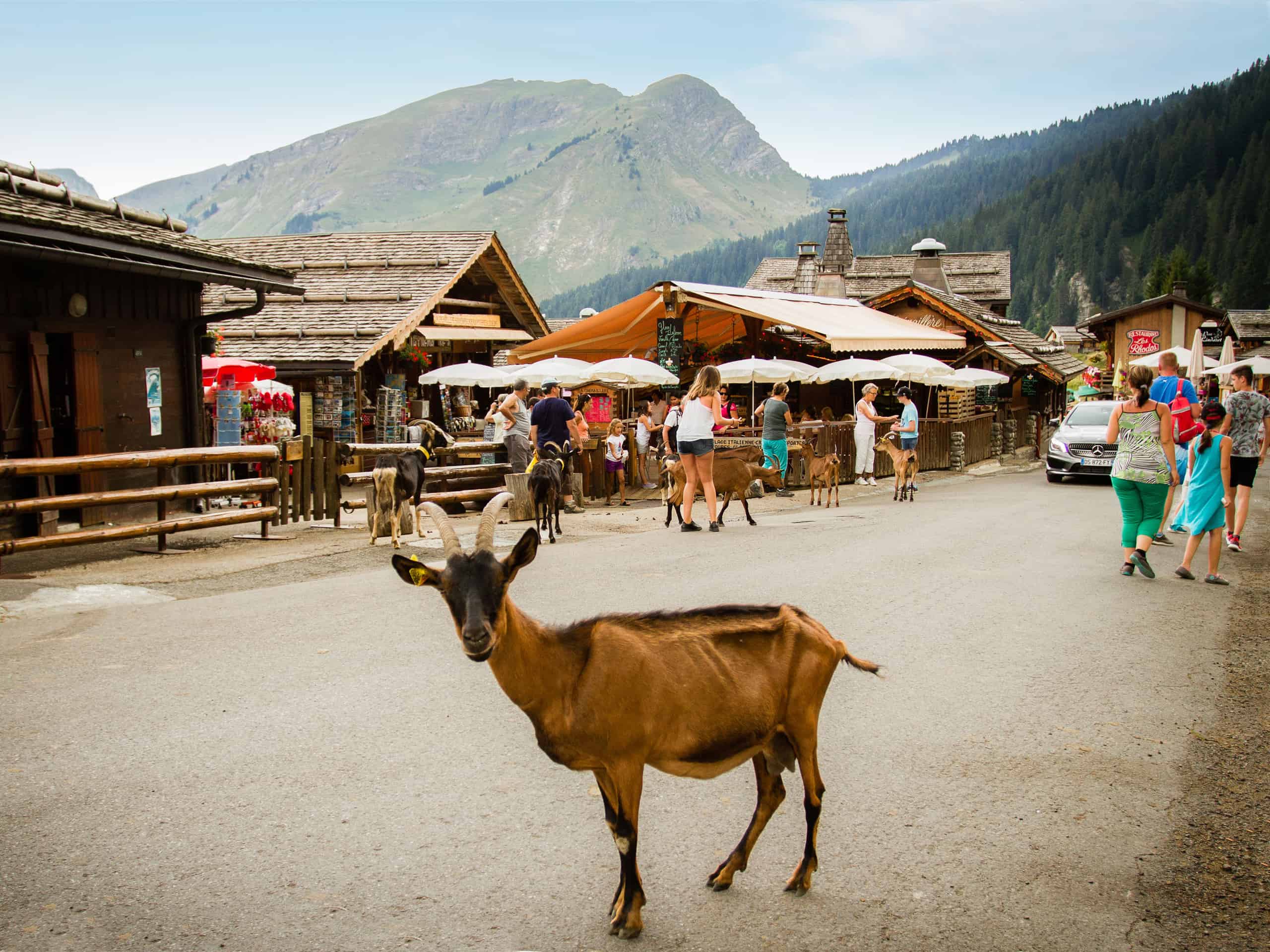 Top activities in Morzine away from the slopes: Lunch with a goat