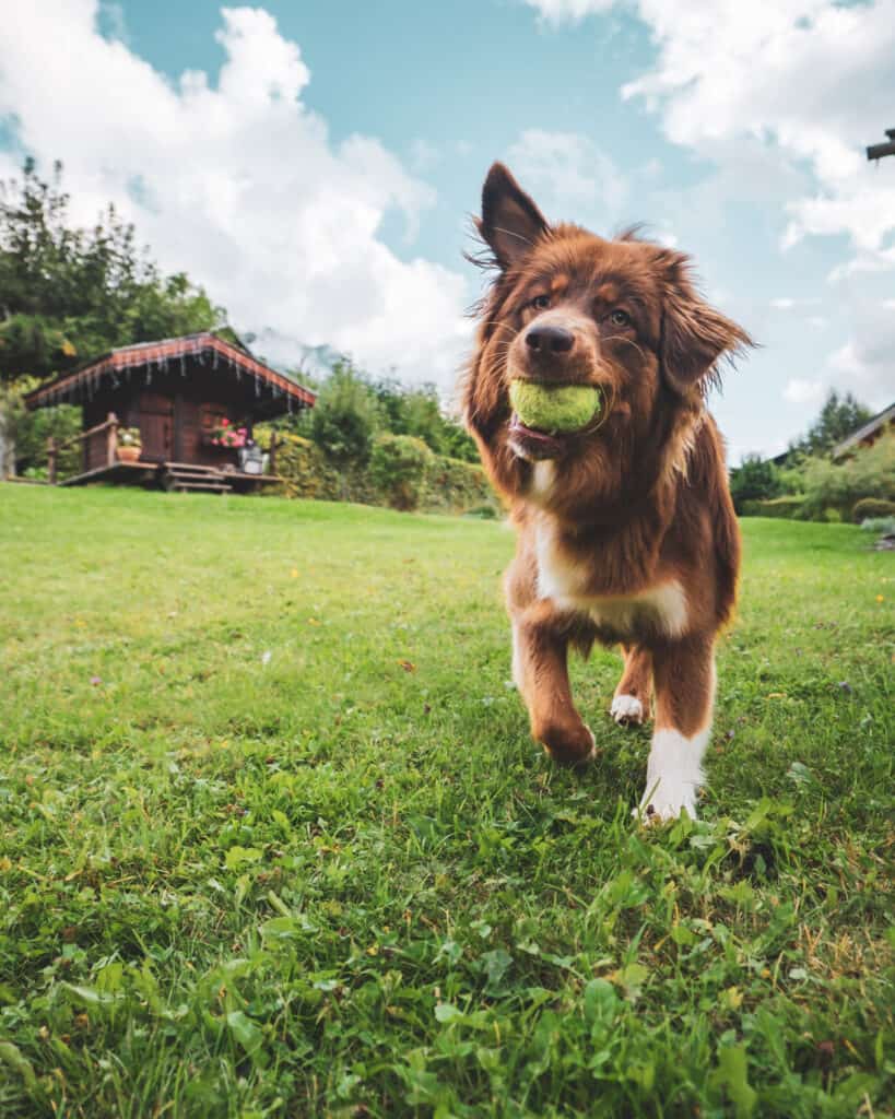 Un chien dans un jardin tenant une balle de tennis dans sa bouche avec un chalet en arrière plan. 
