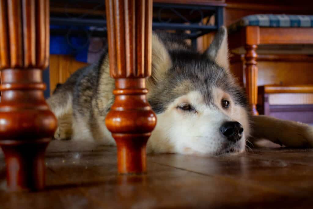 A husky lies on a wooden floor