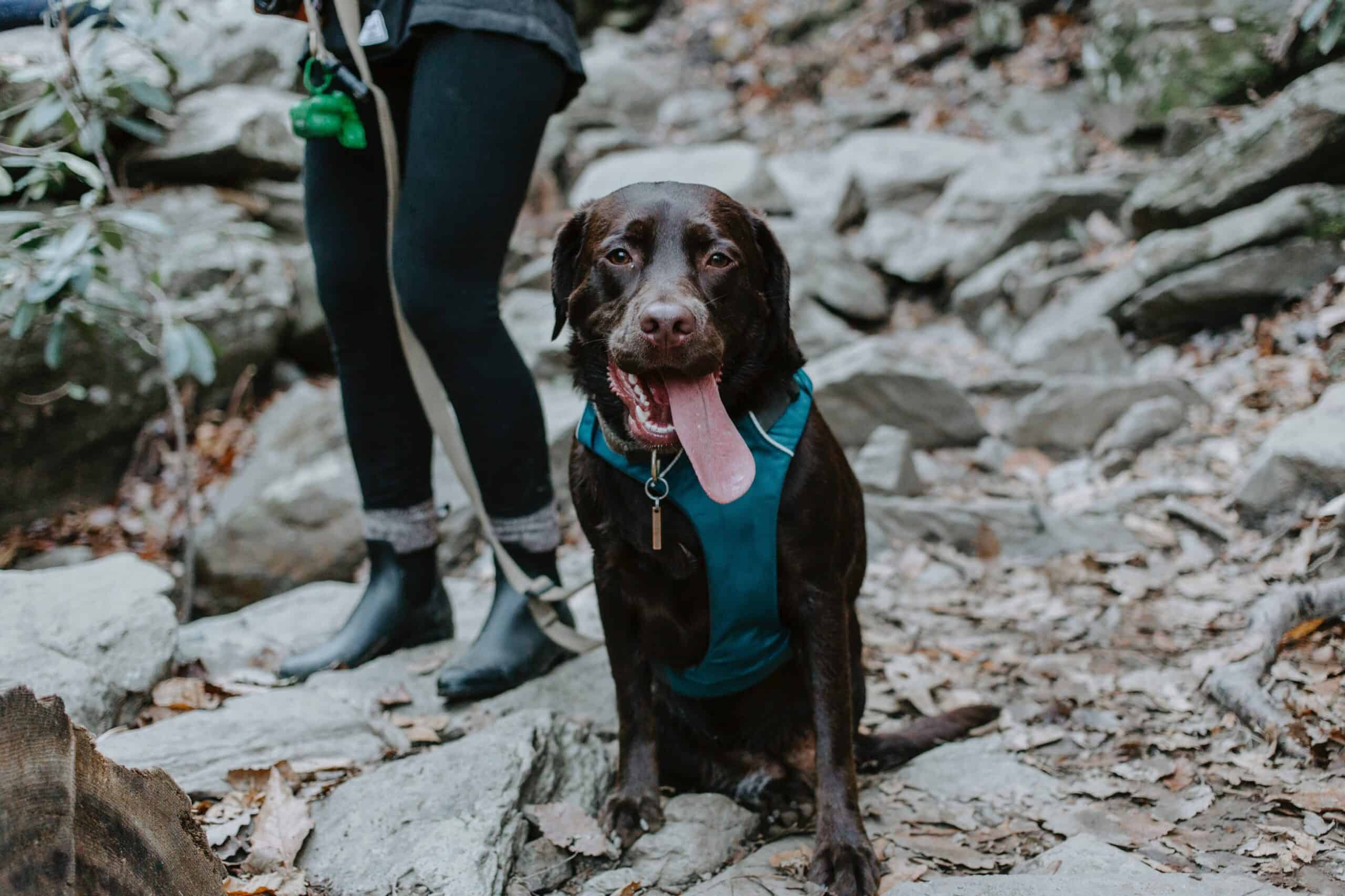 Randonnée en montagne avec un chien marron 