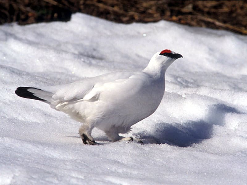 En hiver, la perdrix se pare de son manteau blanc pour être invisible des prédateurs