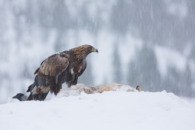 En hiver, la chasse est plus difficile qu'en été, pour l'aigle royal. 