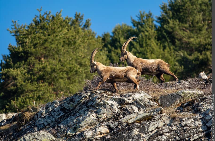 Two majestic ibexes are quite at home on rocky terrain
