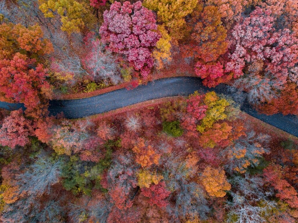 Forêt aux couleurs d'automne photographié de haut.