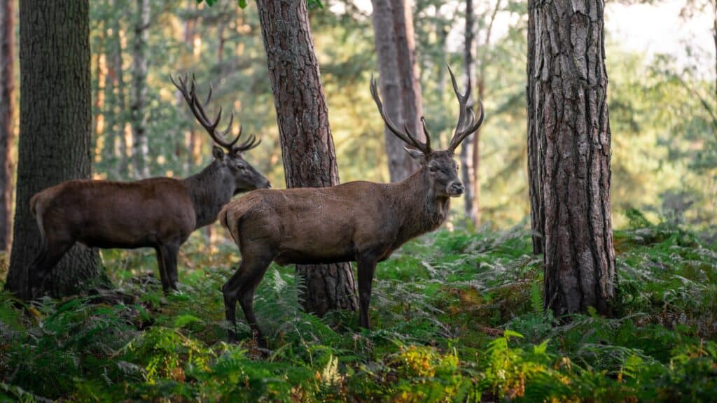 Two impressive stags in the woods in autumn