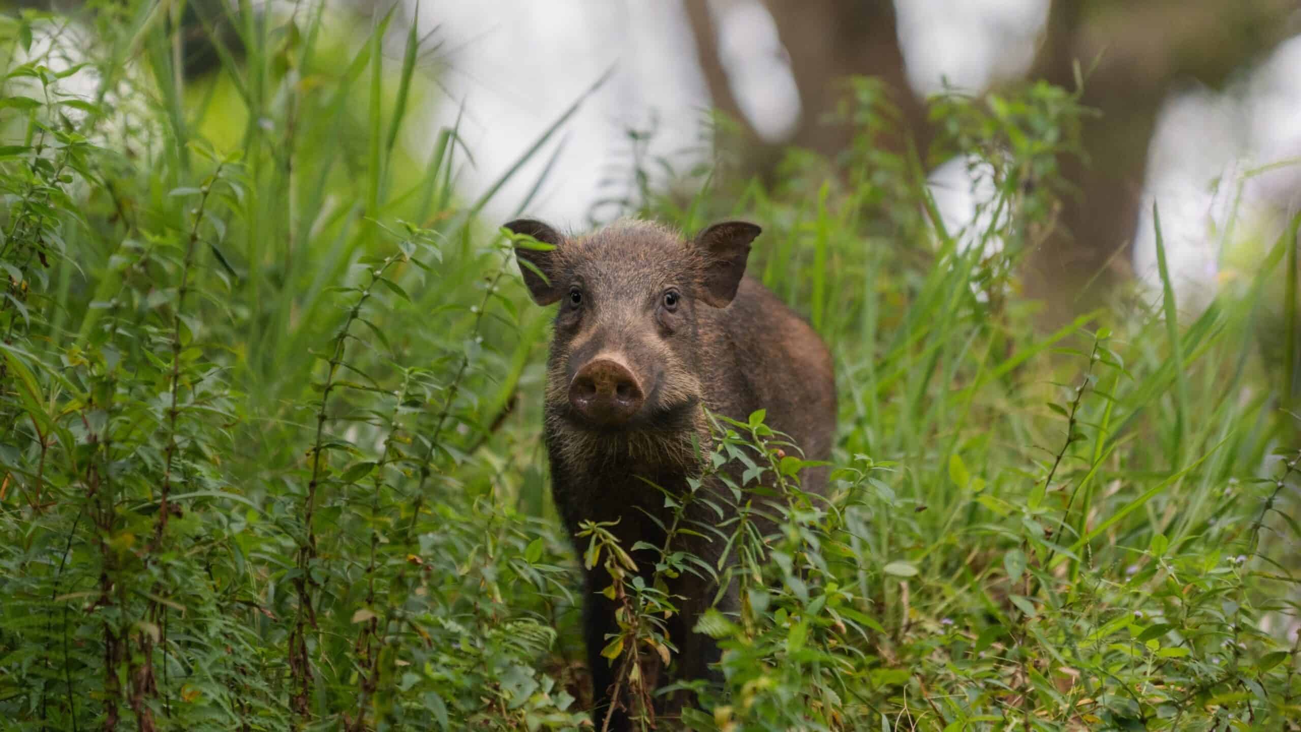 The wild boar comes out of its hiding places to look for food