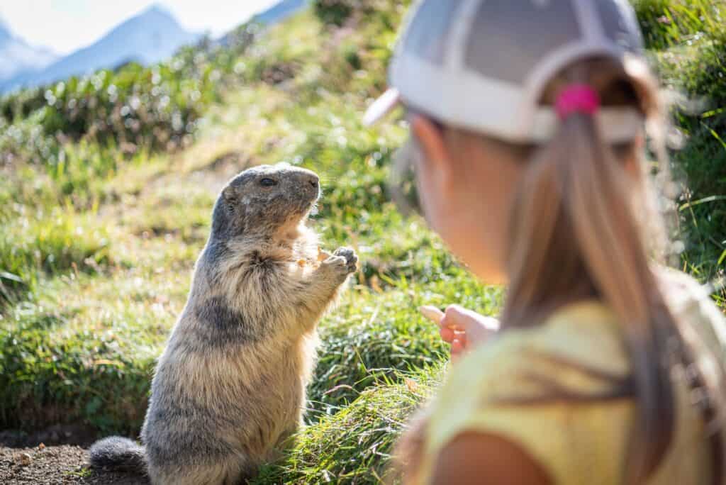 Marmots may allow you to approach them, if you're lucky