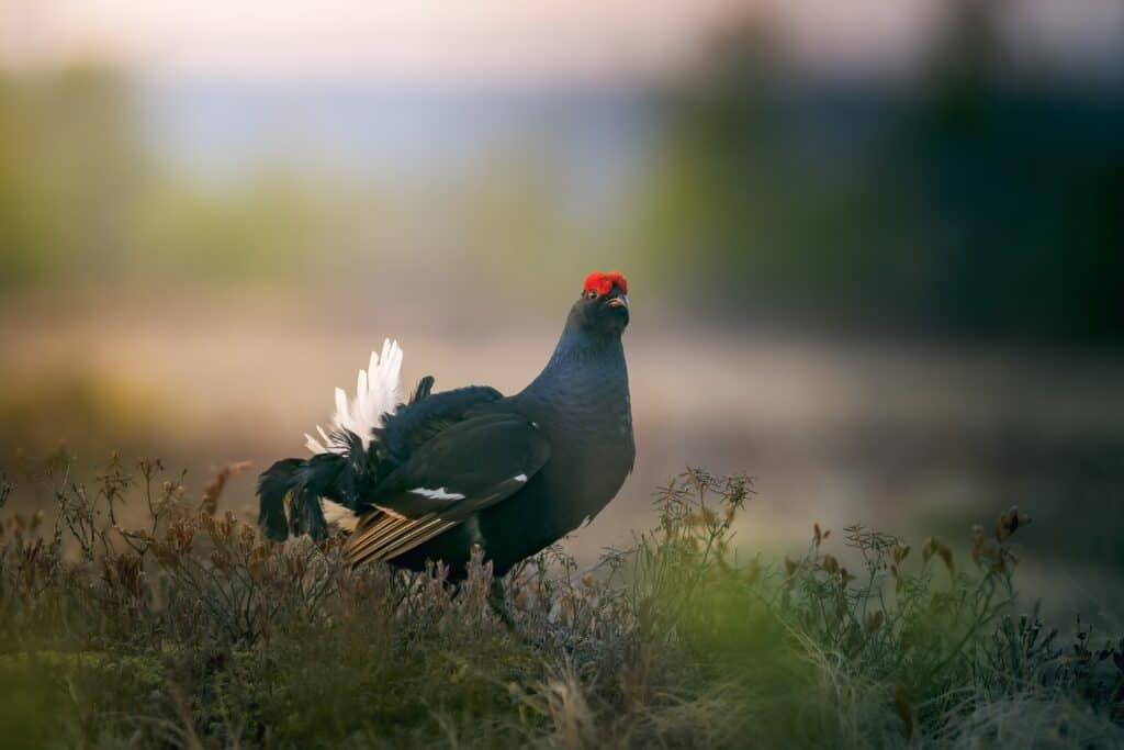 The black grouse lives in coniferous forests. Its plumage is deep black, its tail feathers are white and the top of its head is flaming red.