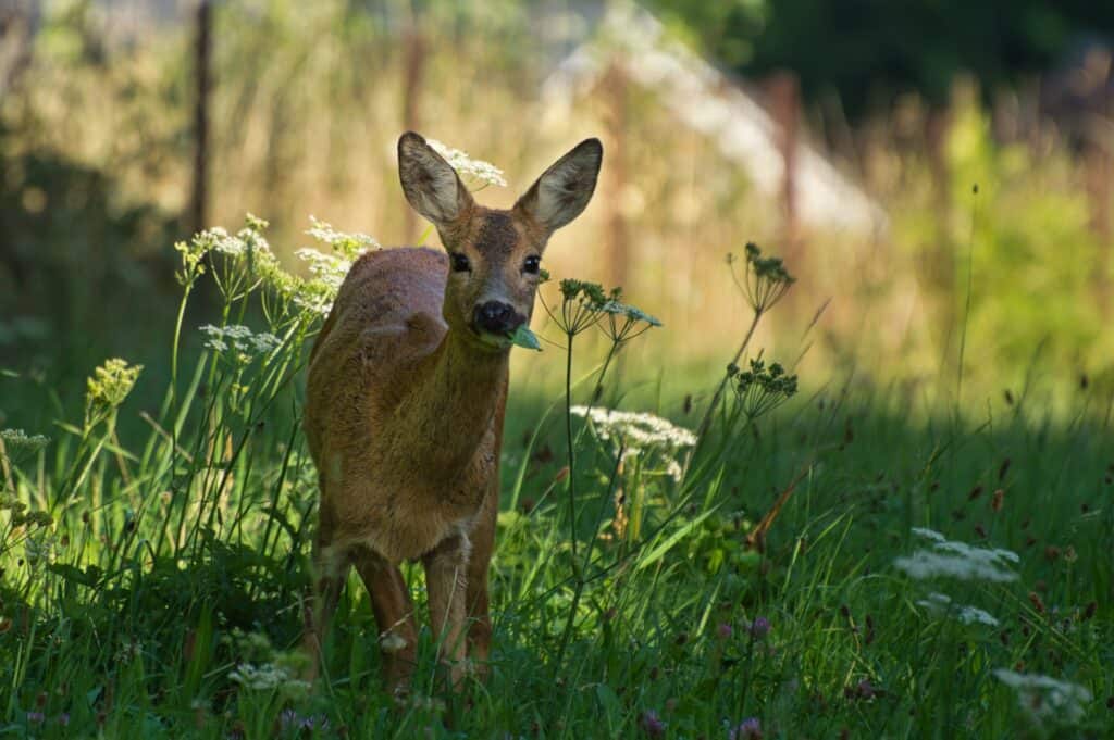You'll need to be quick to spot a roe deer in the woods