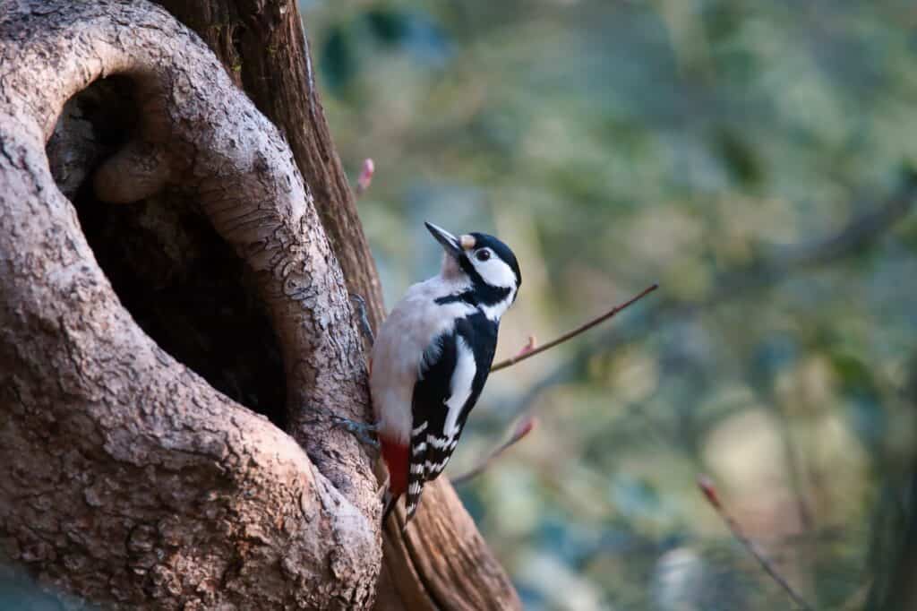 The spotted woodpecker seeks out insects in the bark of a tree