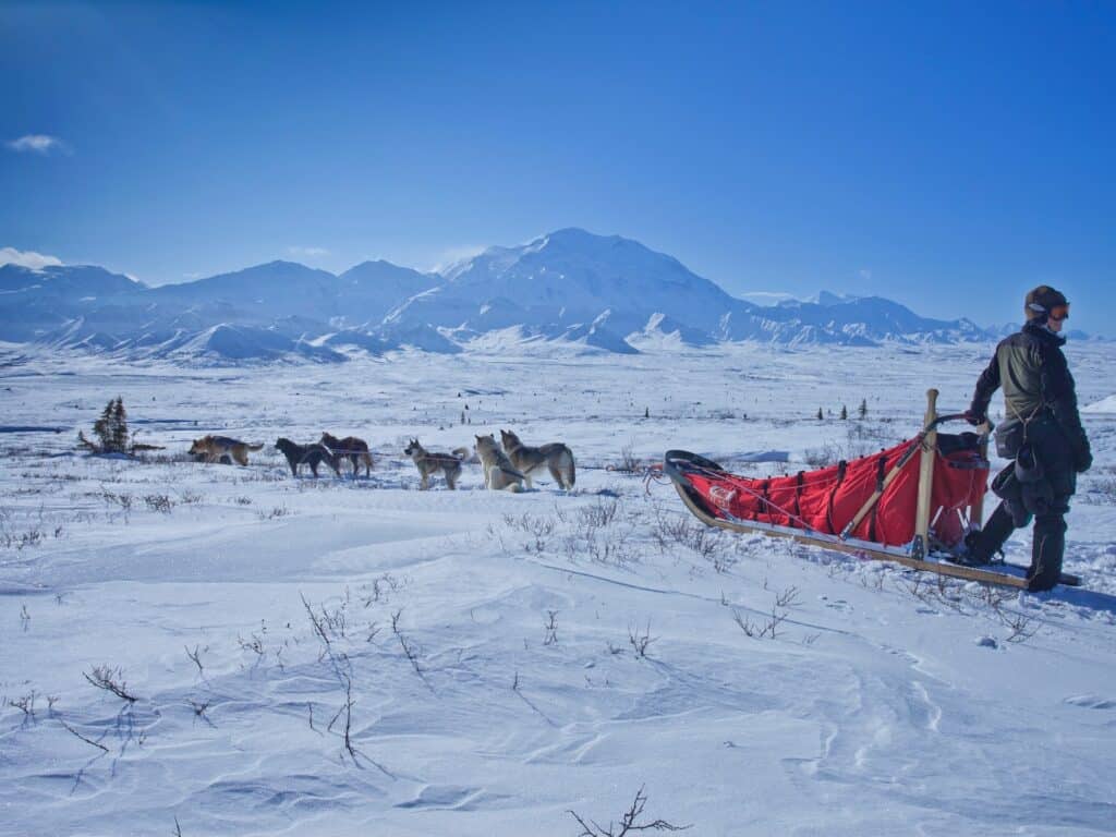 A guide leads a team of dogs across a snowy plain