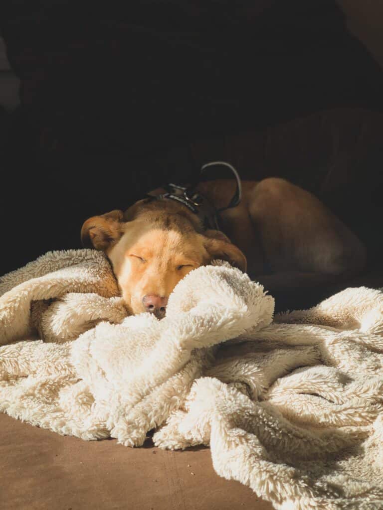 Un chien brun couché sur un tapis moelleux dans un chalet adapté. 