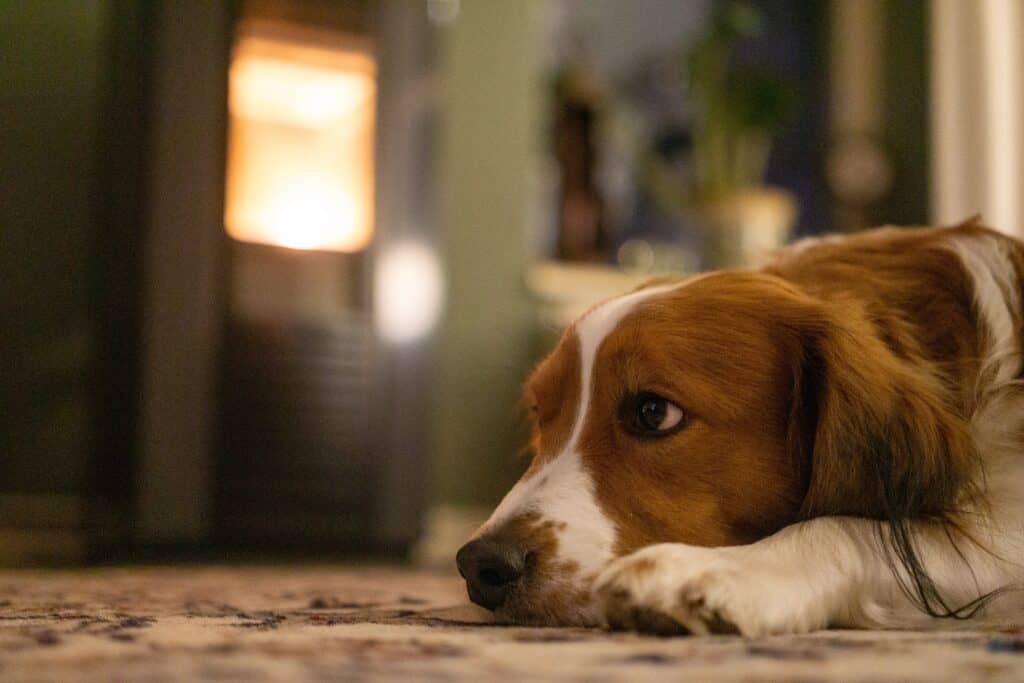 Brown and white dog lying in front of a fire