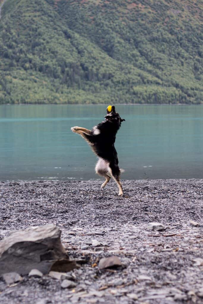 Dog by lake and mountains catching a ball