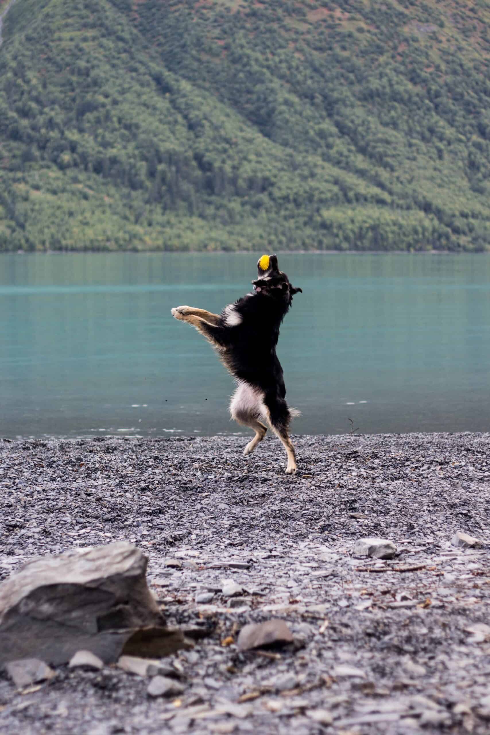 Chien au bord d'un lac qui donne sur les montagnes attrapant une balle.