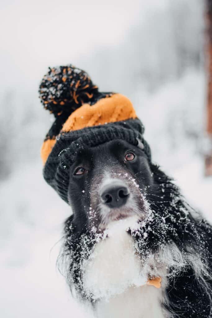 Un chien noir couvert de neige portant un bonnet orange et noir.