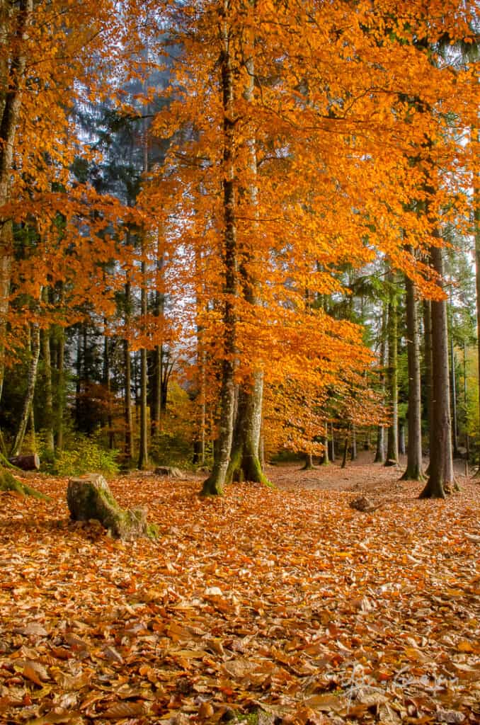 A carpet of golden leaves covers the forest floor as the trees don their autumn colours