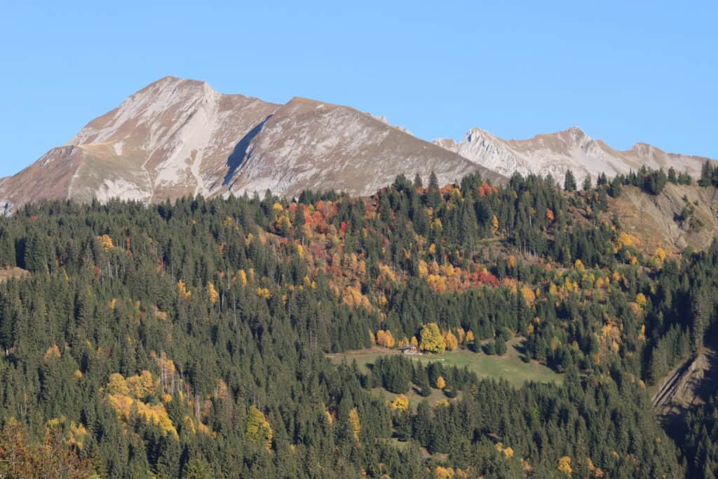 Forêt de sapins à Manigod. Les montagnes aux alentours constituent l'arrière plan.