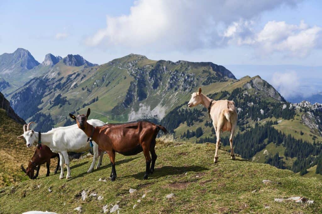 Goats on a mountain ridge with a valley and mountains in the background