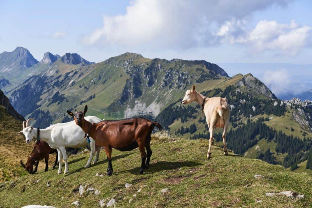 Chèvres sur la crête d'une montagne. En arrière plan les reliefs alentours sous un ciel présentant quelques nuages.