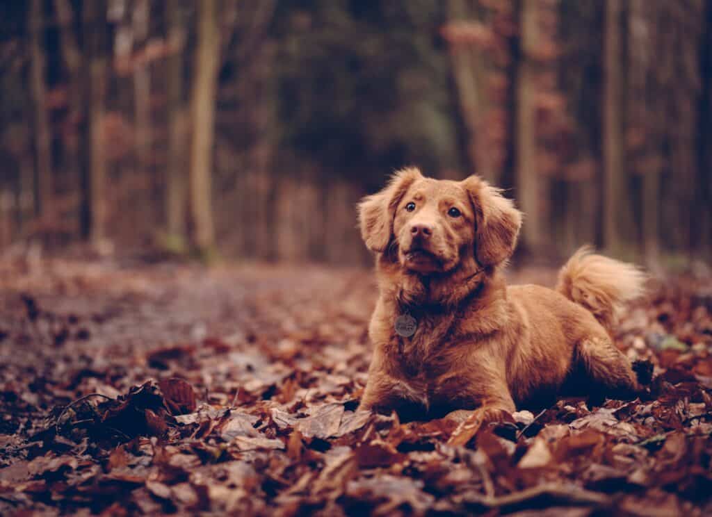 A brown dog lies in brown fallen leaves in a forest