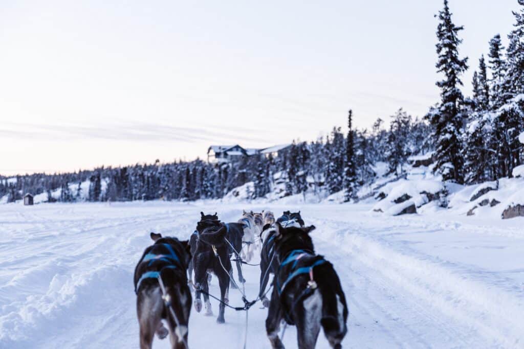 Chiens de traîneau dans la neige. 