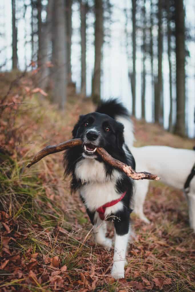 Un chien noir et blanc tient un bâton dans sa gueule dans la forêt.