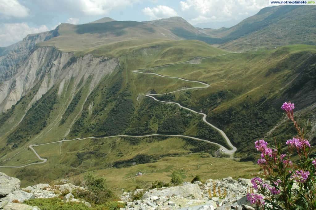 A road zigzags up a mountain, with flowers in the foreground