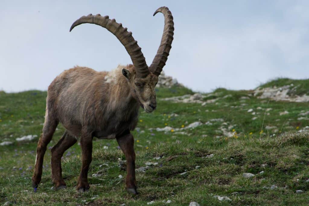 An ibex in the mountains
