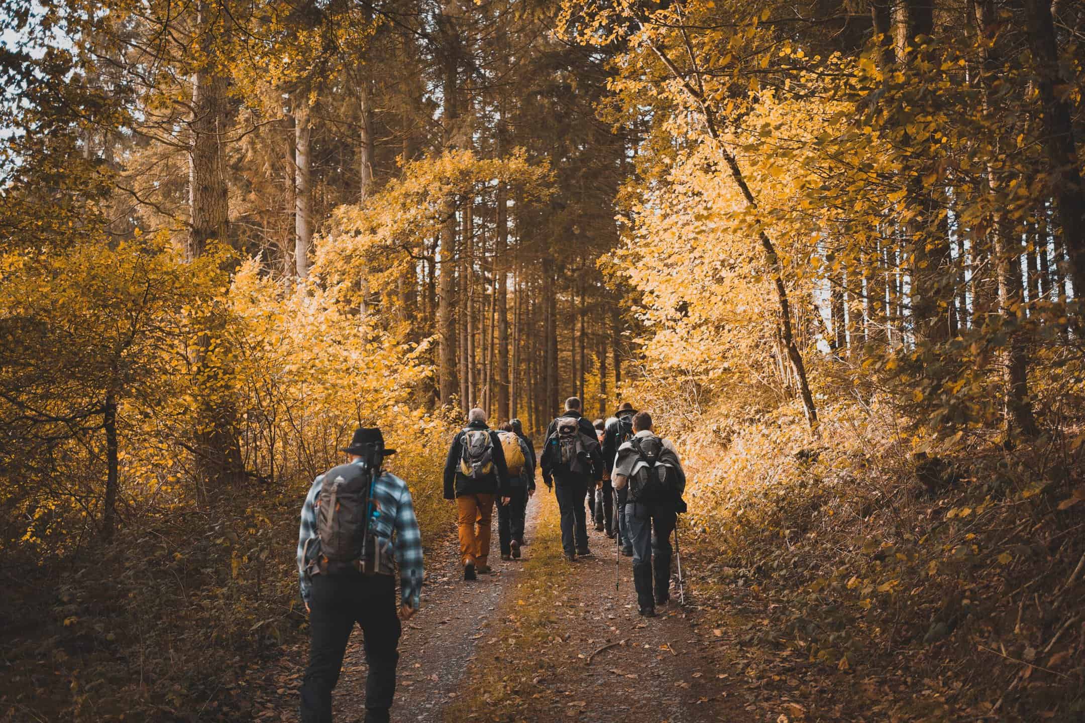 A group of walkers follow a path through a forest in autumn