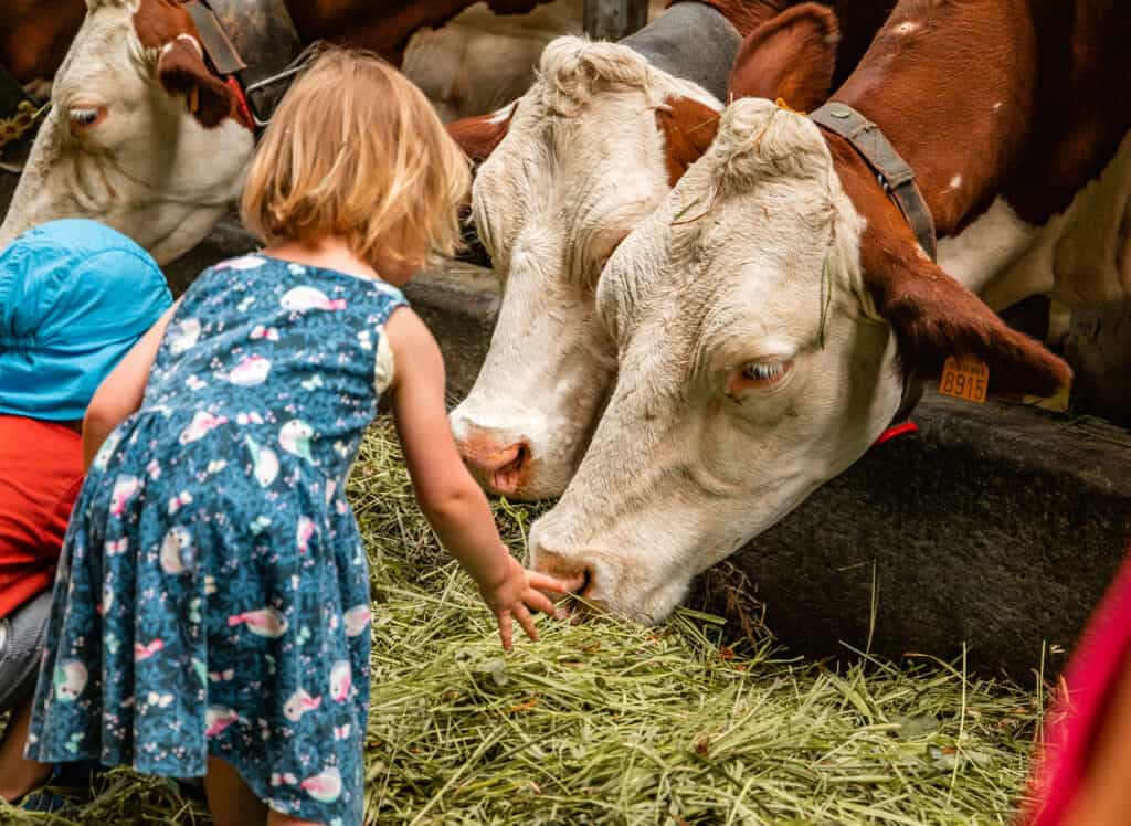 A young girl in a floral dress feeds a cow some hay