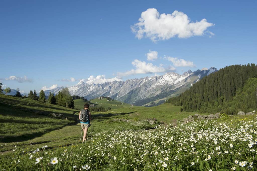 Hiker crossing a blooming field, with a pine forest and mountains in the background.
