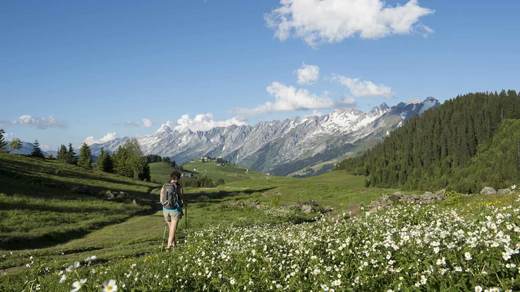 Woman walking in the mountains, in a field of flowers, with a blue sky and a view of the Aravis mountains.