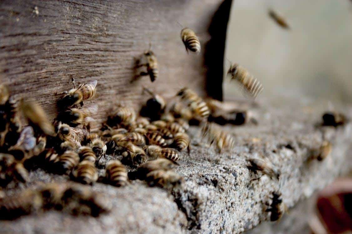 De nombreuses abeilles sur une planche de bois.