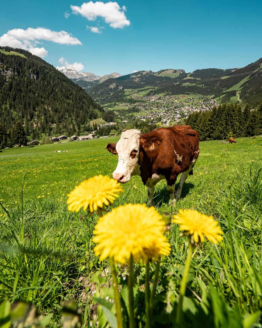A brown and white cow in a mountain pasture, with yellow dandelions in the foreground and the village of Châtel in the background