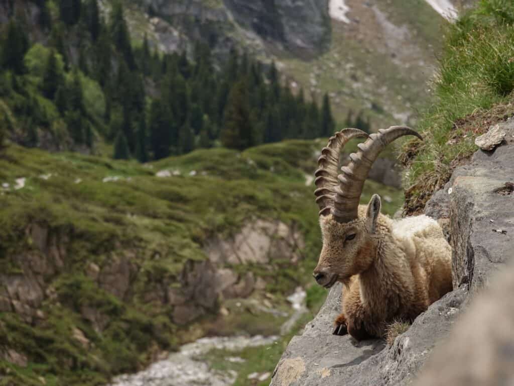 An ibex perched on a rock overlooking a valley