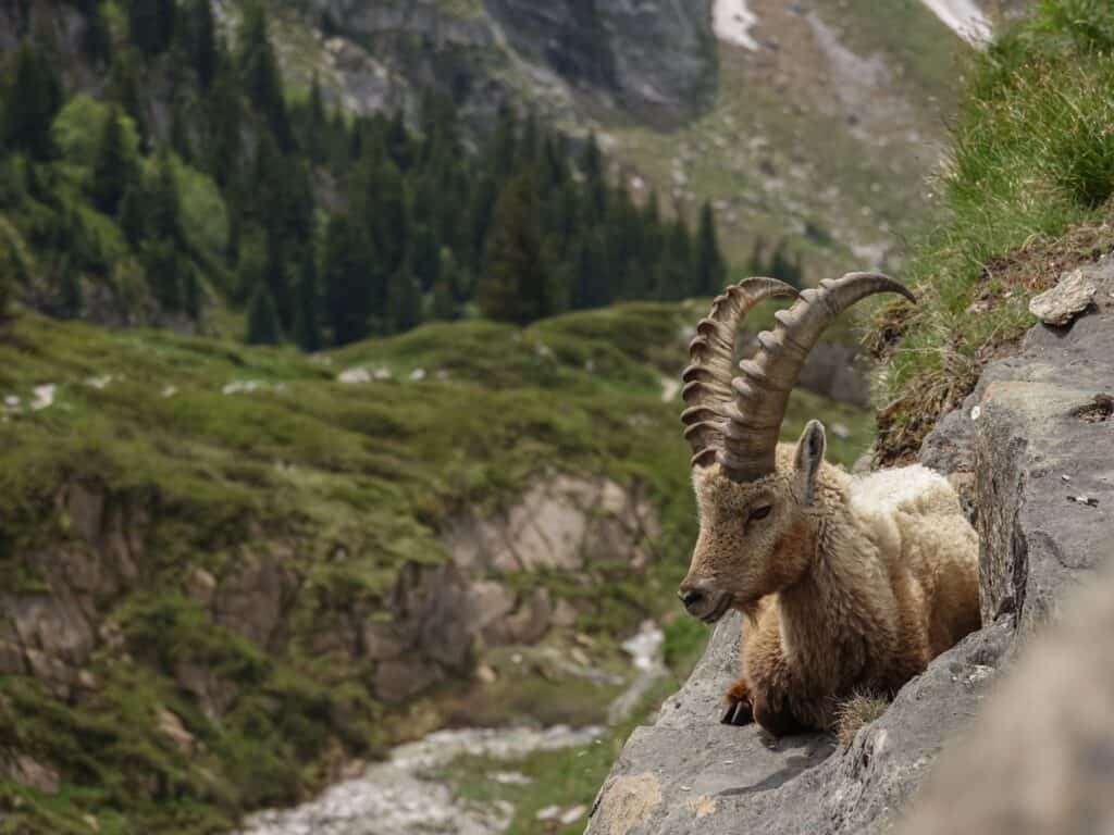 Bouquetin dans une vallée rocheuse.