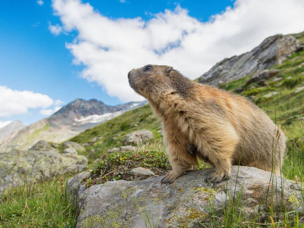 A marmot perches on a stone in the mountains
