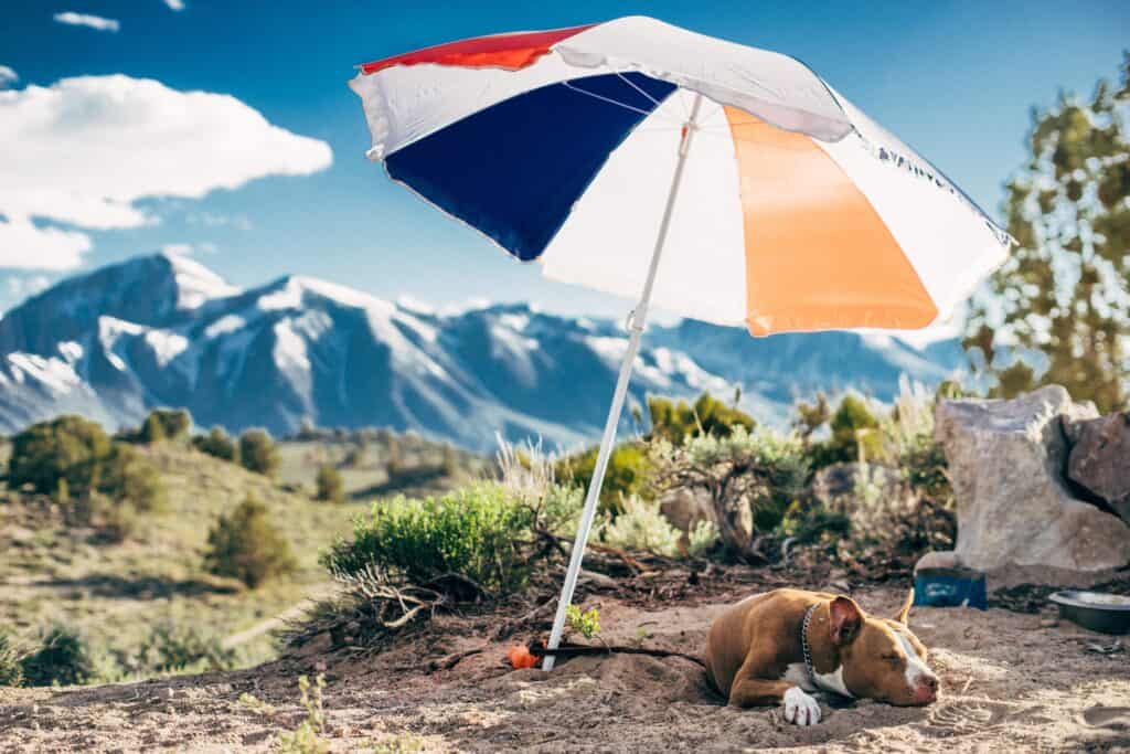 A dog lies under a parasol in the mountains