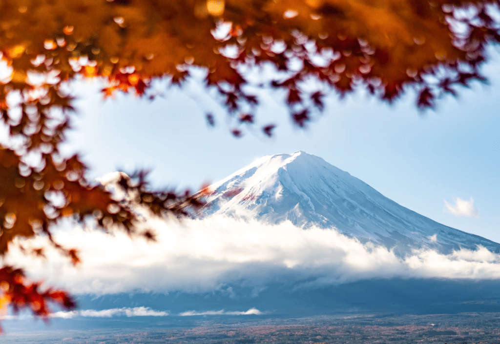 A snowy summit framed with tree branches bearing golden leaves