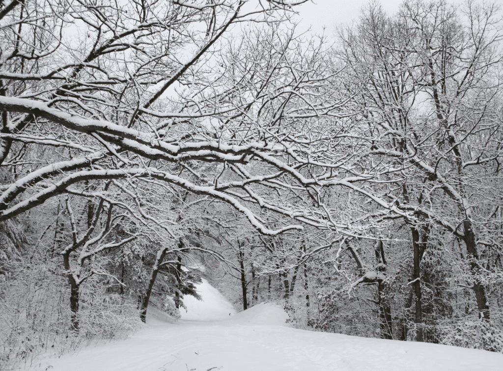 A path through a snowy forest