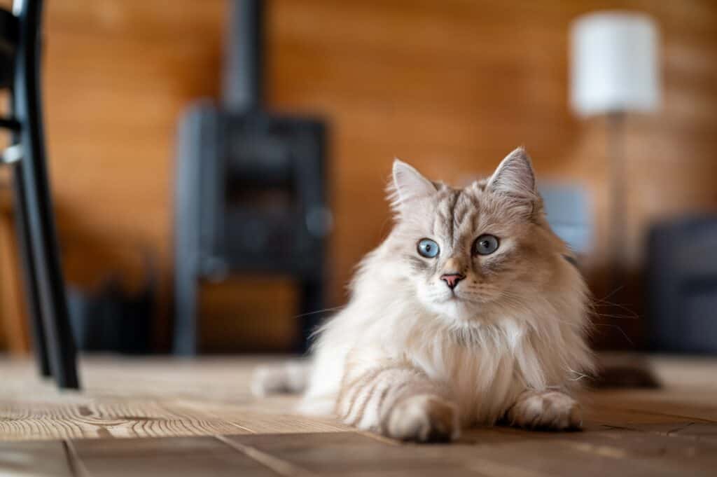 A cat lies on a wooden floor